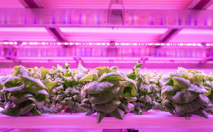 Vertical farming using the Vertivore system. Image: Astwood Infrastructure