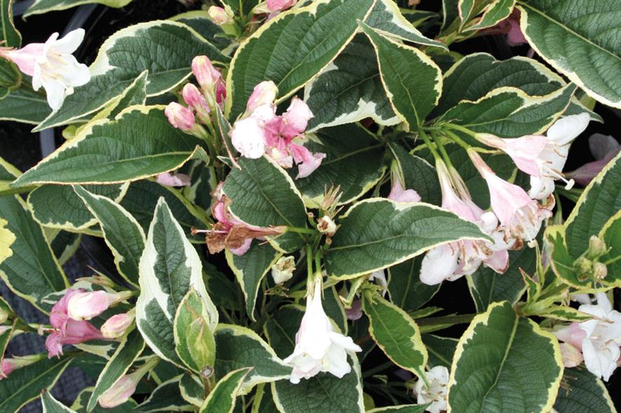 Shrubs: better range, effect, flower colour and scent - image: Vince Edwards