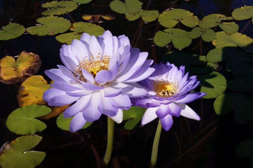 The yet-to-be named waterlily. Image: Carlos Magdalena, RBG Kew.