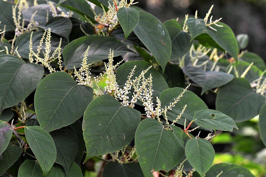 Glyphosate is used to control invasive species such as Japanese Knotweed