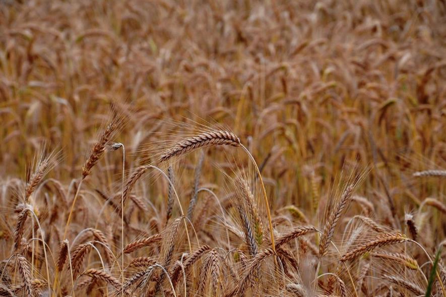 Wheat. Image: Pixabay