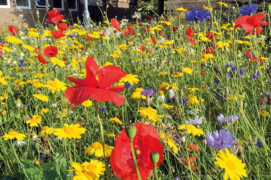 Wild flower meadows: sites surveyed by researchers - image: Graham Stone