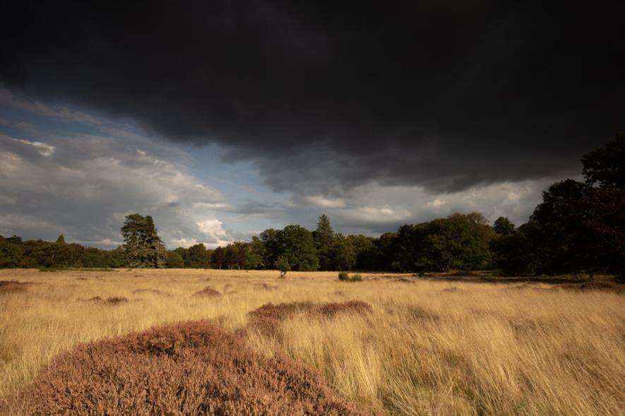 Wild Ken Hill rewilding area in West Norfolk - credit: Rewilding Britain