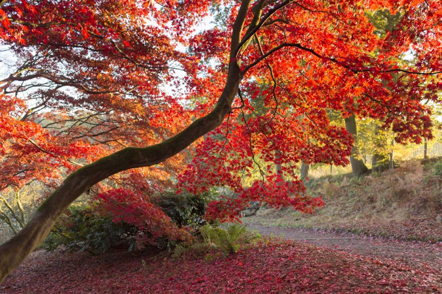 Winkworth Arboretum, Surrey - credit: National Trust/John Miller