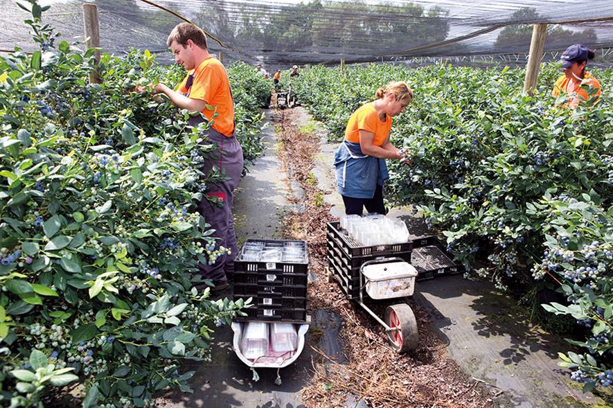 Horticulture workers: sector finding it harder to recruit seasonal staff and labour shortage looks set to intensify - image: HW