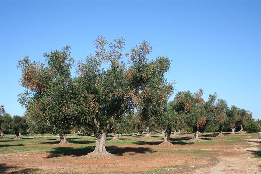 Credit: Antonio Guario, Plant Protection Service, Regione Puglia and EFSA
