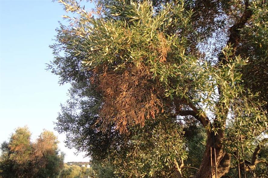 Credit: Antonio Guario, Plant Protection Service, Regione Puglia and EFSA.