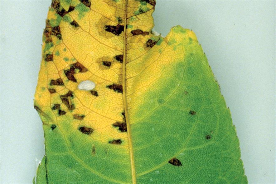 Black/brown spots on leaf surface