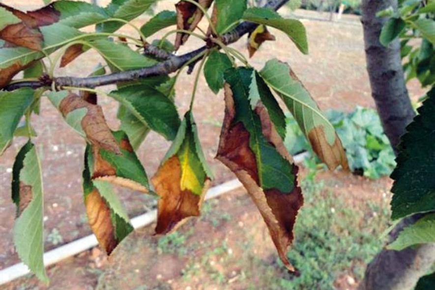 Diseases: more effective measures wanted to combat recent outbreaks such as Xylella - image: EPPO