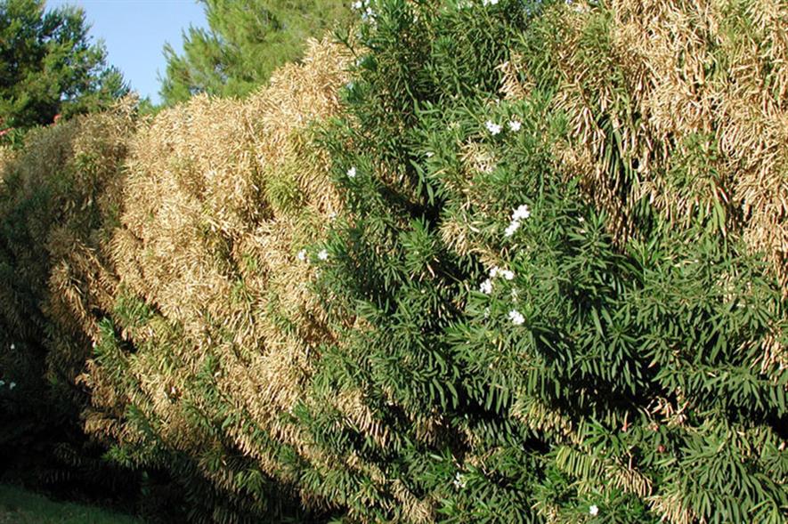 Nerium oleander affected by Xylella fastidiosa - image: CC by SA 3.0