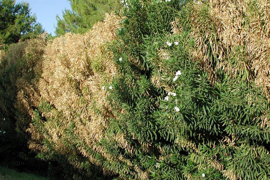 Xylella causing leaf scorch on oleander - image: (CC by 3.0)