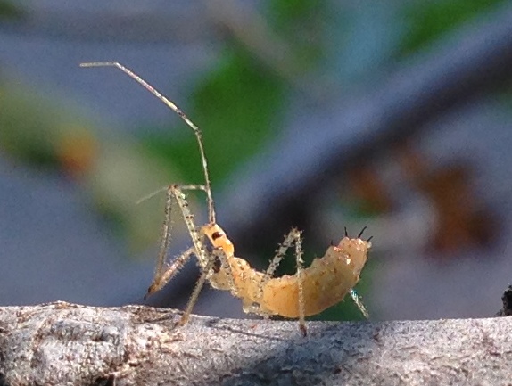 Zelus renardii nymph