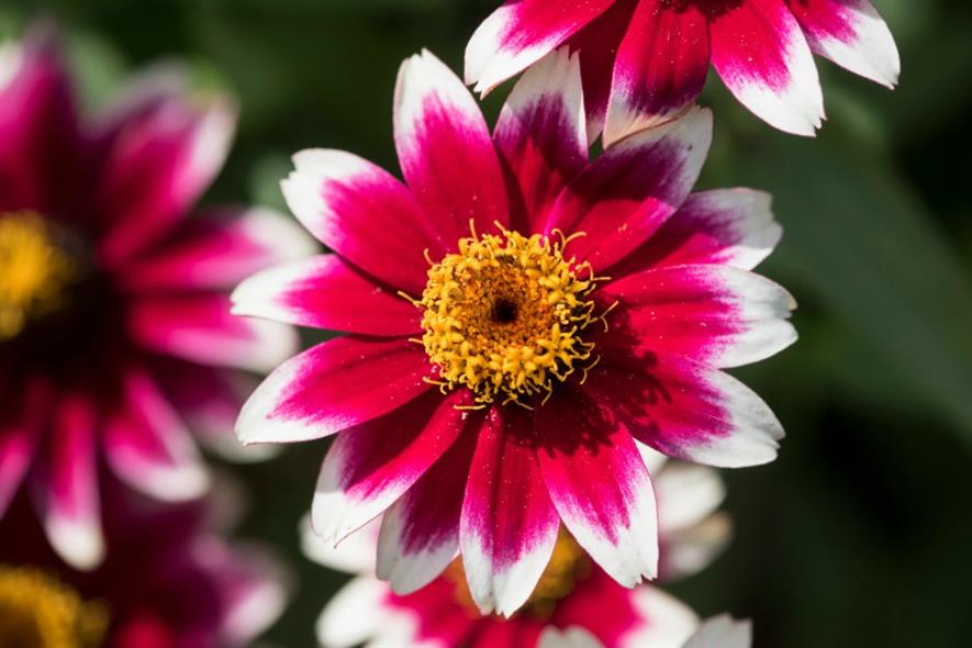 'Zany Rose Picotee' was the favourite with garden visitors this year. Image: RHS/ Joanna Kossak