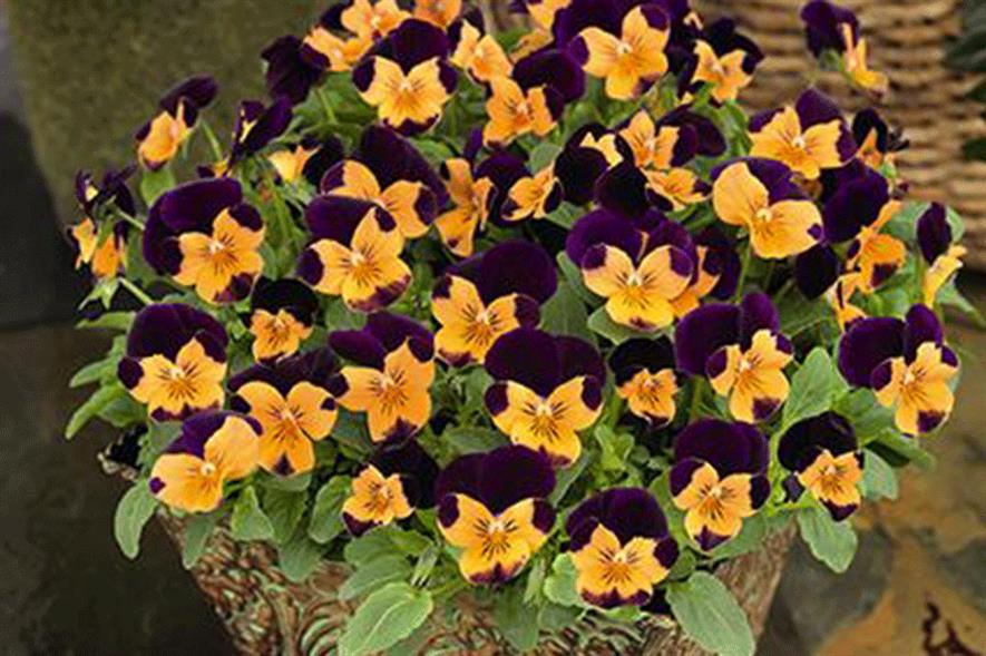 Viola Admire 'Orange Purple Wing' - image: Benary
