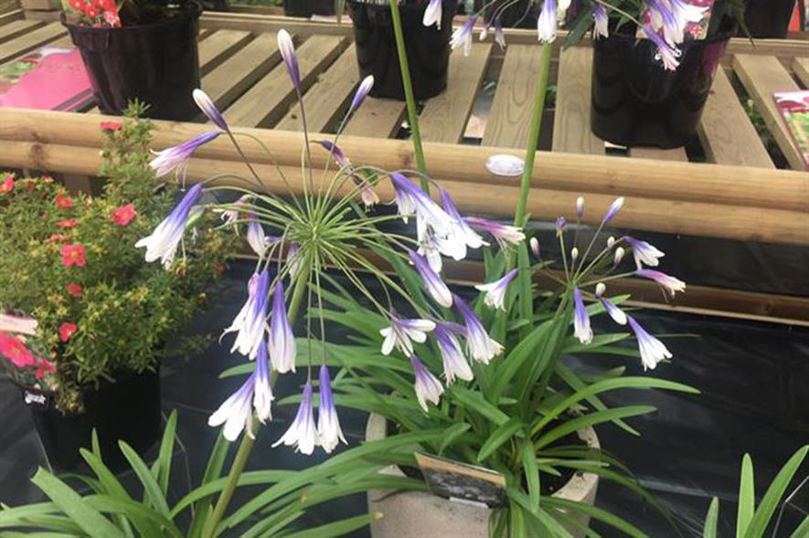 Agapanthus 'Fireworks'