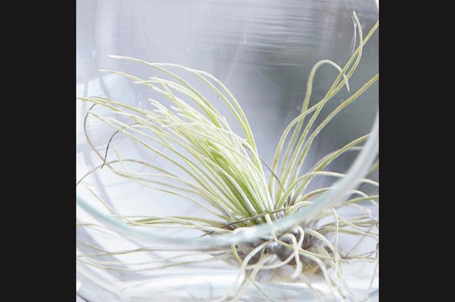 Quirky air plants prove popular with Waitrose customers Horticulture Week