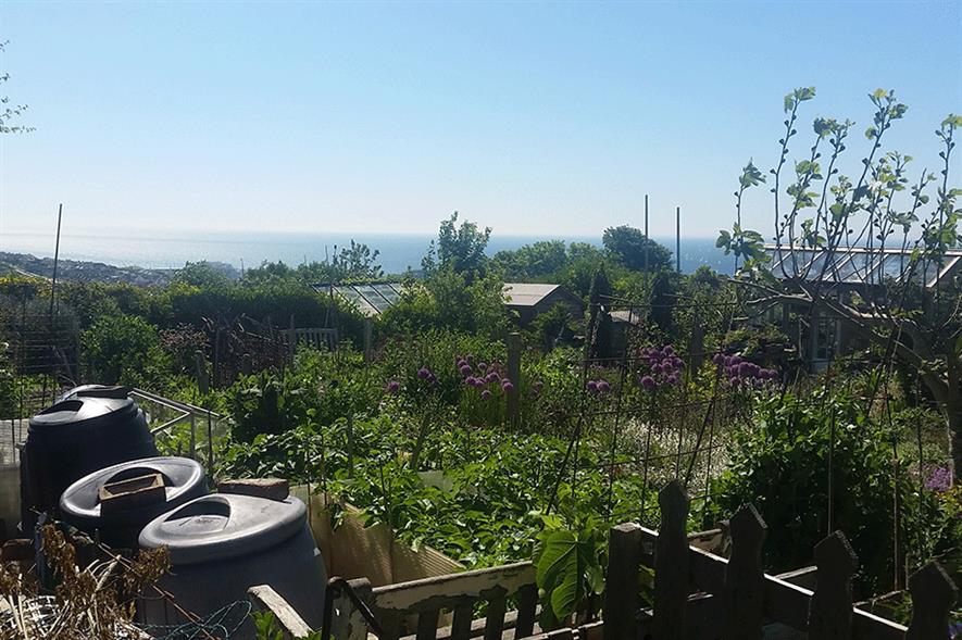 Allotments in Brighton with compost bins, sheds and a variety of plants