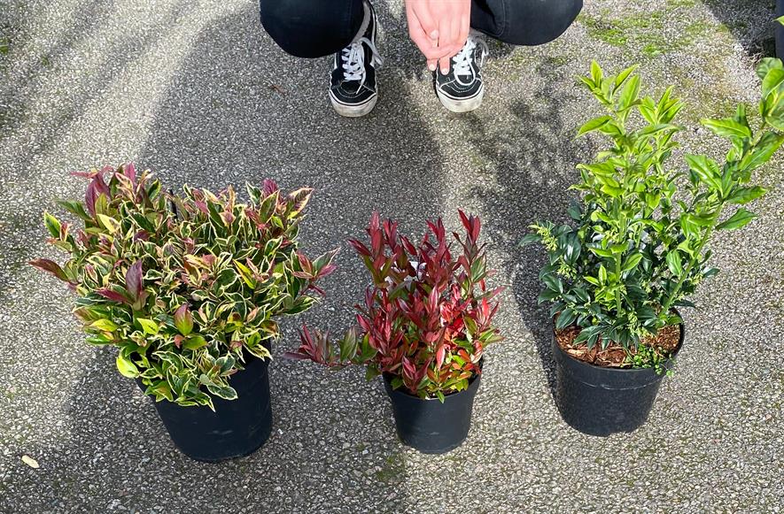 Left and Middle: Leucothoe x2; Right: Sarcococca. Credit: Alton Garden Centres