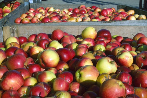 UK-grown apples - image:HW