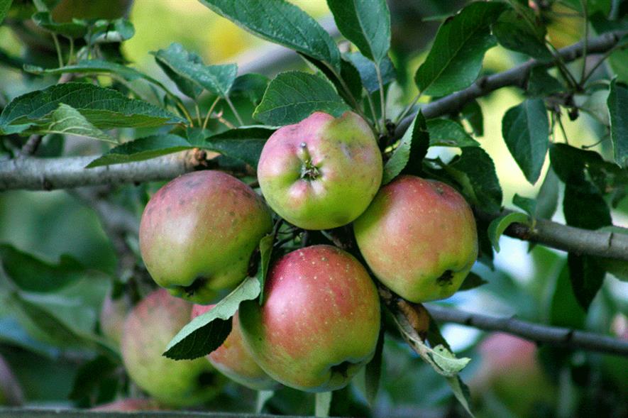Organic apples - image: Flickr/Indiana Ivy Nature Photographer (CC BY-ND 2.0)
