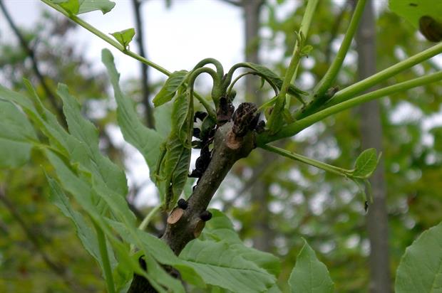 ash dieback-Forestry Commission