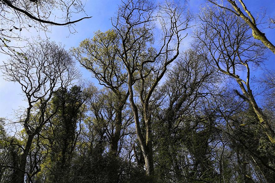 Ash trees with ash dieback - credit: University of Warwick