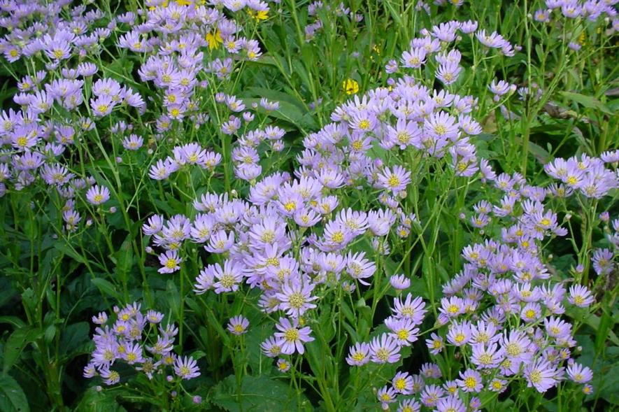 Asters. Image: MorgueFile