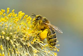 Pollinators - debate needed