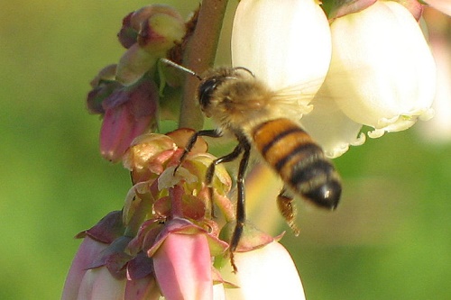 Diverse pollinators give better pollination, blueberry study finds ...