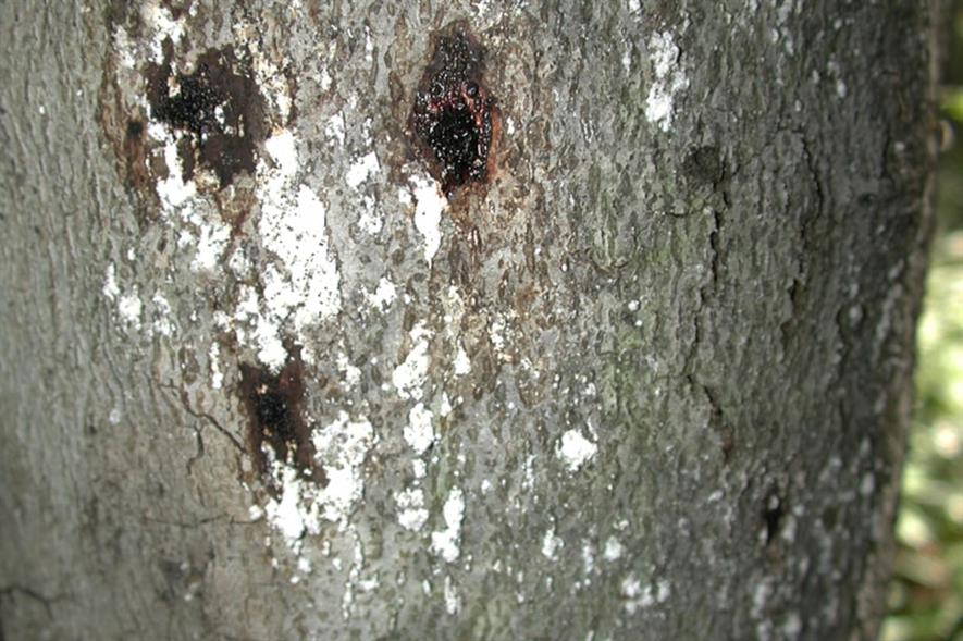 Beech Bark Disease - image: John O'Brien, USDA Forest Service (CC by 3.0)
