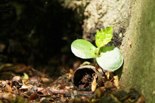 Seedling - image:Maja Dumat
