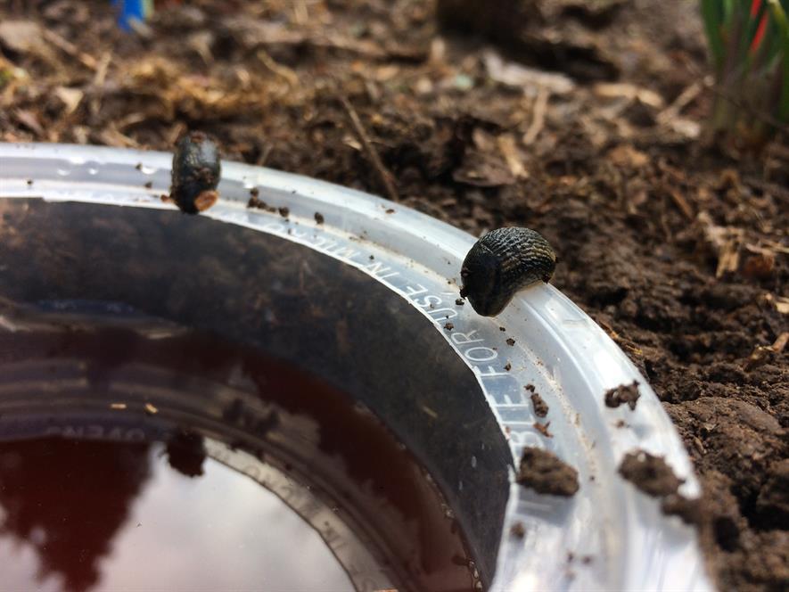 Garden Organic research finds beer does attract slugs | Horticulture Week