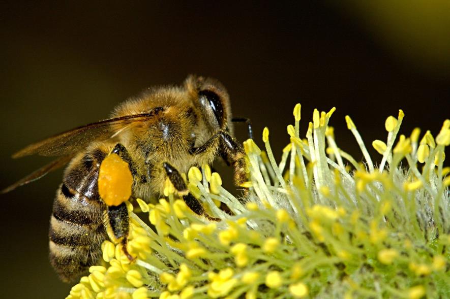 The Saving Pollinators Assurance Scheme will only label pollinator friendly plants - credit: Pixabay