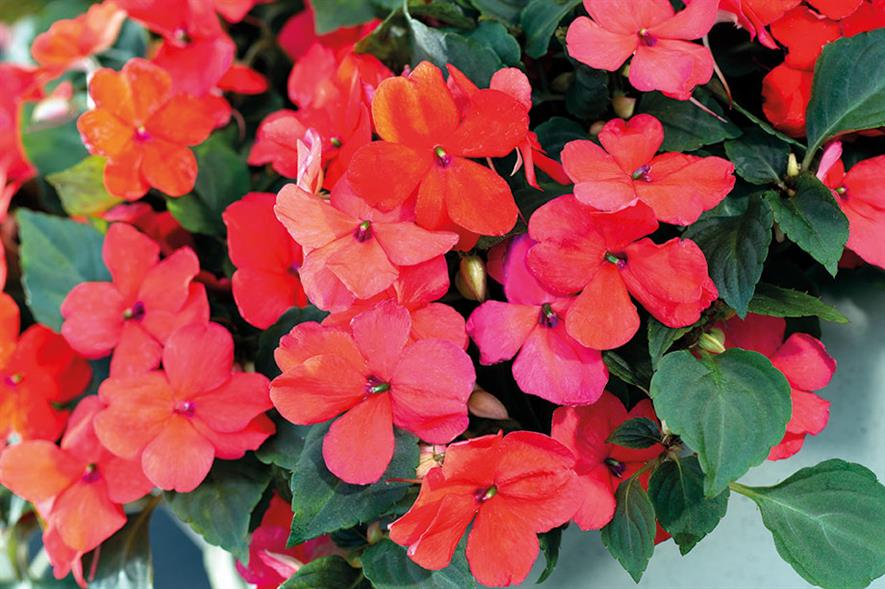 Horticulture Week Business Award Best Ornamental Plant Introduction Bedding - Best Bedding Plants For July Horticulture Week Business Award Best Ornamental Plant Introduction Bedding - Best Bedding Plants For July