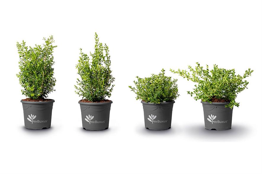 Florall best new plants awards announced Horticulture Week