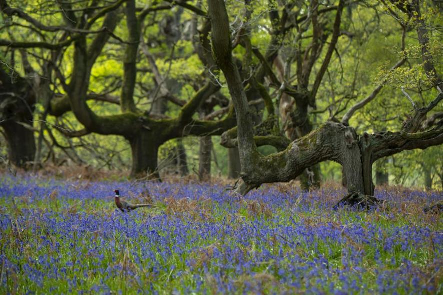A recent biodiversity report found more than 2,800 separate species in Blenheim's High Park ancient woodlands - credit: Blenheim Estate