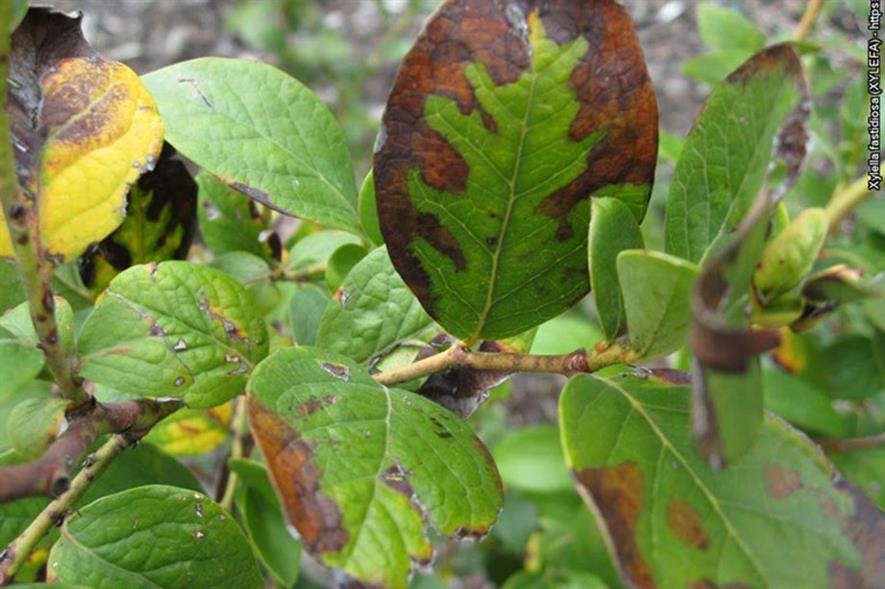 Disease damaged leaves