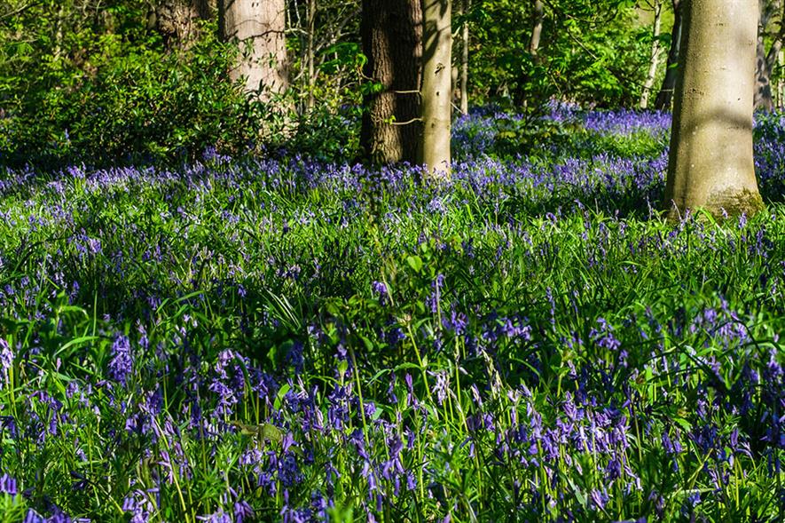 Bluebells at the National Trust's Beningborough Hall - image: Flickr/alh1 (CC by ND 2.0)