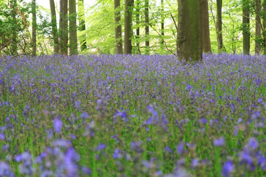 Bluebells in woodland. Image: Pixabay