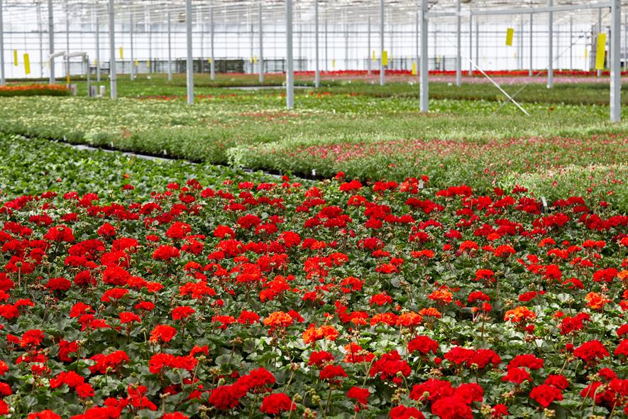 Image: Bridge Farm Nurseries