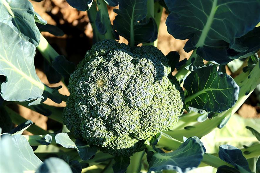 Alert: pests and disease risk on brassica crops ...