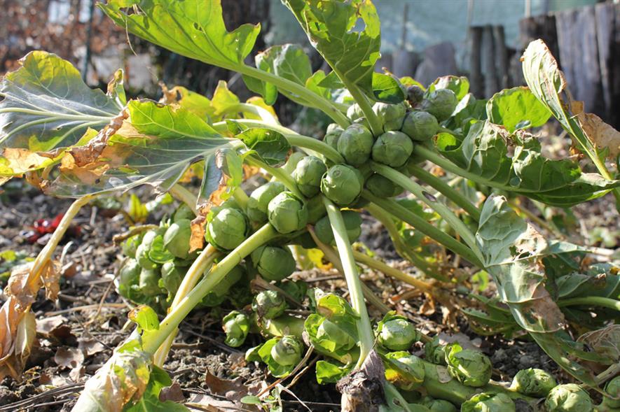 Brussels sprouts - image: Pixabay