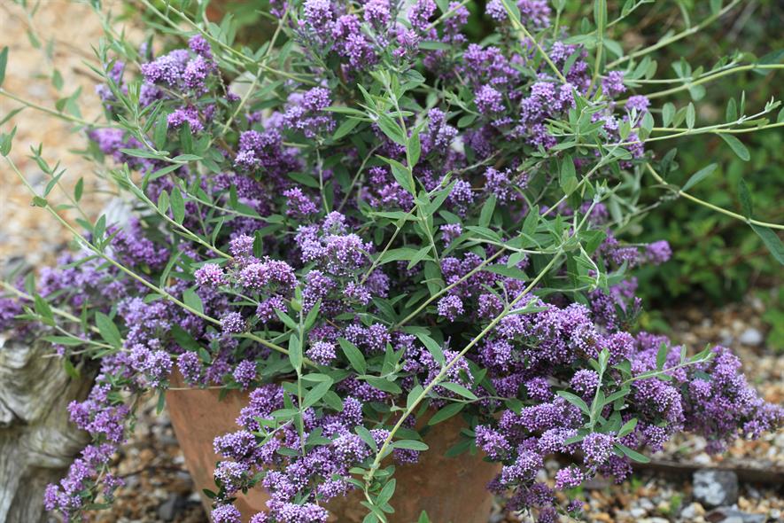 Buddleja alternifolia Unique ('Pmoore12'PBR)