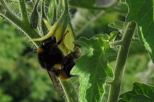 Bumblebee pollinating tomato plant - image: Seelensturm