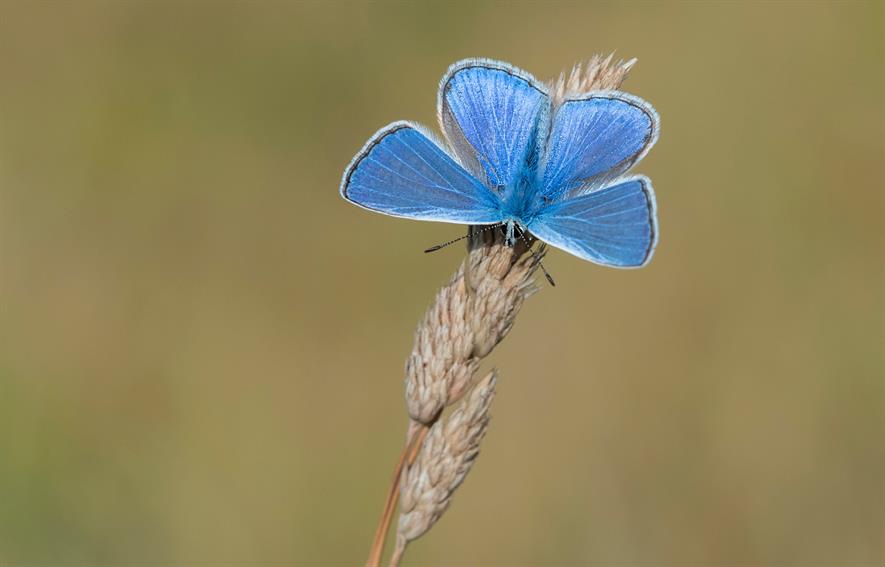 Common Blue c.Bob Eade