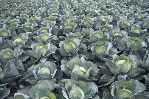 Field vegetables - image:HW