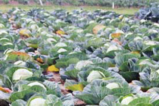 Field of cabbages