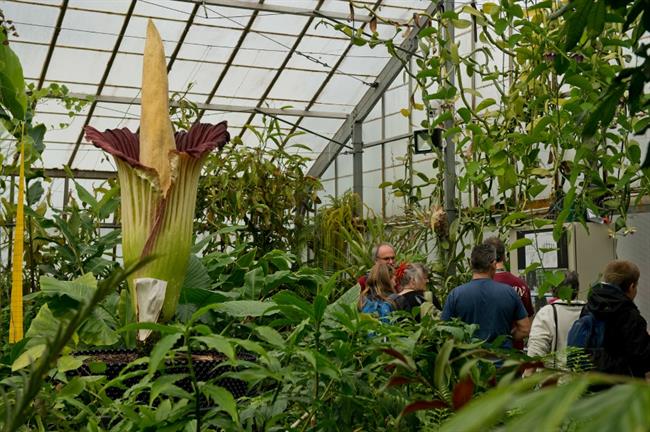 The last time the Titum arum bloomed in 2017. Image: RBGE