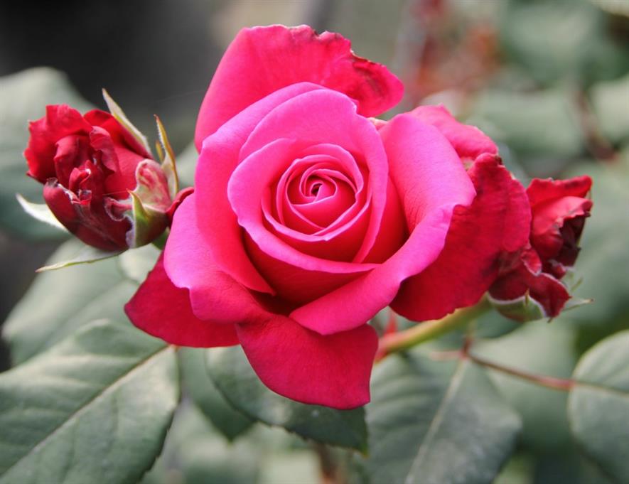 Wharton's reveals top performing roses for 2016 | Horticulture Week