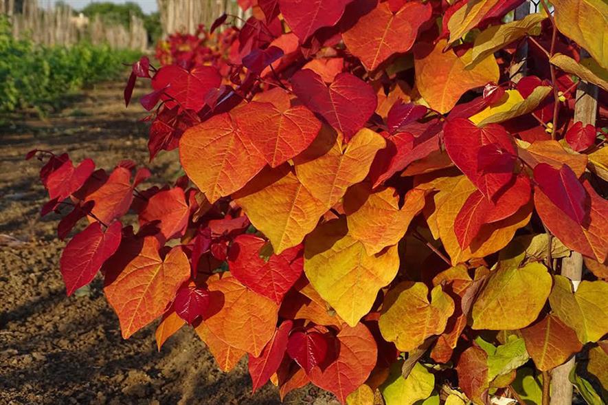 Cercis Eternal Flame